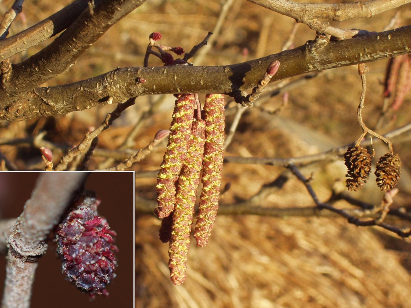 Alder flower